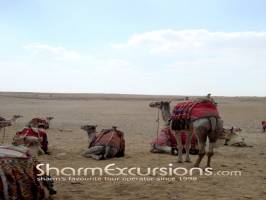 Camels at Giza Pyramid
