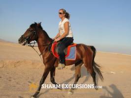 Sharm Horse Riding Tour