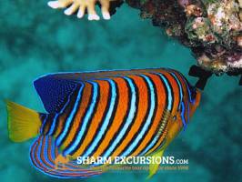 Colourful fish at Sharm El Sheikh