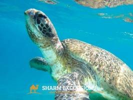 Turtle on Sharm Glass Bottom Boat Tour