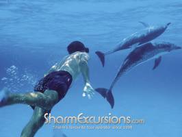 Swimming with dolphins in Sharm