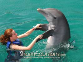 Woman playing with dolphins on dolphin swimming tour