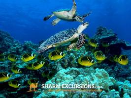 Sea Turtles on Tiran Island Tour