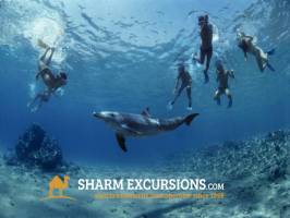 Dolphins at Tiran Island