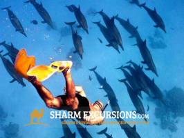 Swimming with Dolphins at Tiran Island from Sharm