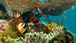 Snorkelling at Ras Mohammed National Park by road