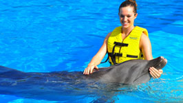 Swimming with Dolphins in Sharm el Sheikh