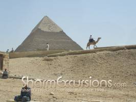 Camel at Pyramids