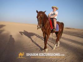 Horse Riding in Sharm Desert
