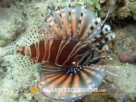 Tiger Fish Sharm