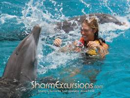 Splashing dolphins
