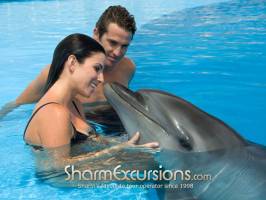 Man and woman swimming with dolphins